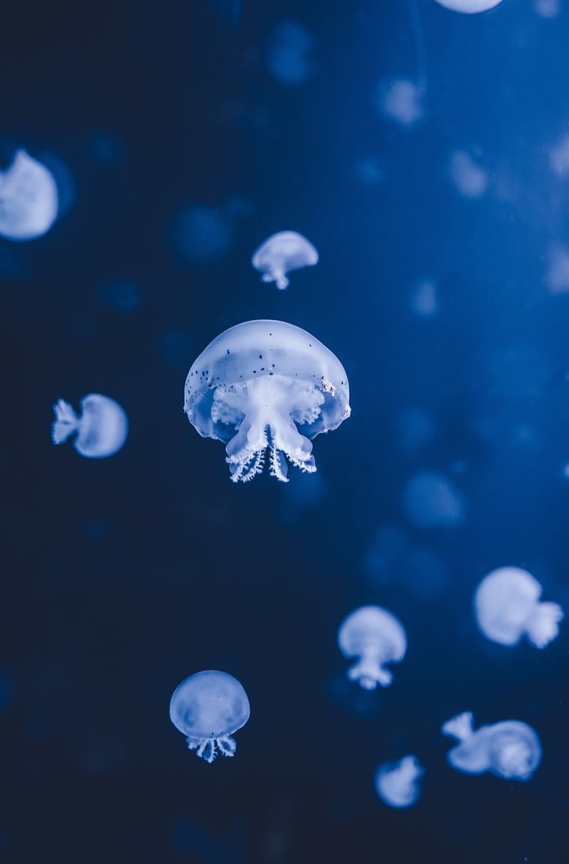 Palau's Jellyfish Lake